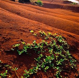 NS《毘卢遮那战姬 ～源平飞花梦想～》中文版首批预购特典追加！